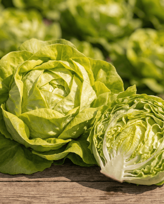 Lattuga Appia a cappuccio (Lactuca sativa) – semi di ortaggi annuali da SeedsChoice