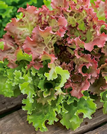 Semi di lattuga Lollo Rossa (Lactuca sativa) – ortaggio annuale