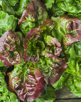 Semi di lattuga da taglio Lactuca sativa Amerikaanse Roodrand annuale