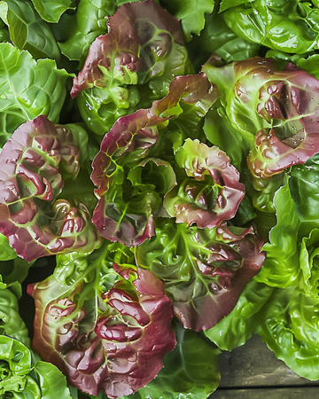 Semi di lattuga da foglia Amerikaanse Roodrand (Lactuca sativa) – ortaggio annuale