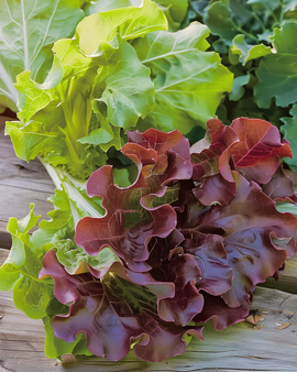 Leaf Lettuce Red Salad Bowl Seeds Lactuca Sativa Annual