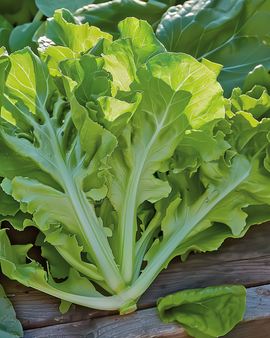 Semi di lattuga da taglio Witte Dunsel Lactuca sativa annuale