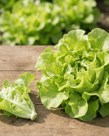 Lattuga da taglio Witte Dunsel (Lactuca sativa) – semi di ortaggi annuali da SeedsChoice