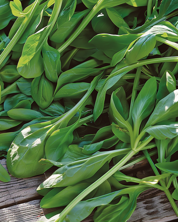 Semi di valerianella Grote Noordhollandse (Valerianella locusta) – ortaggio annuale