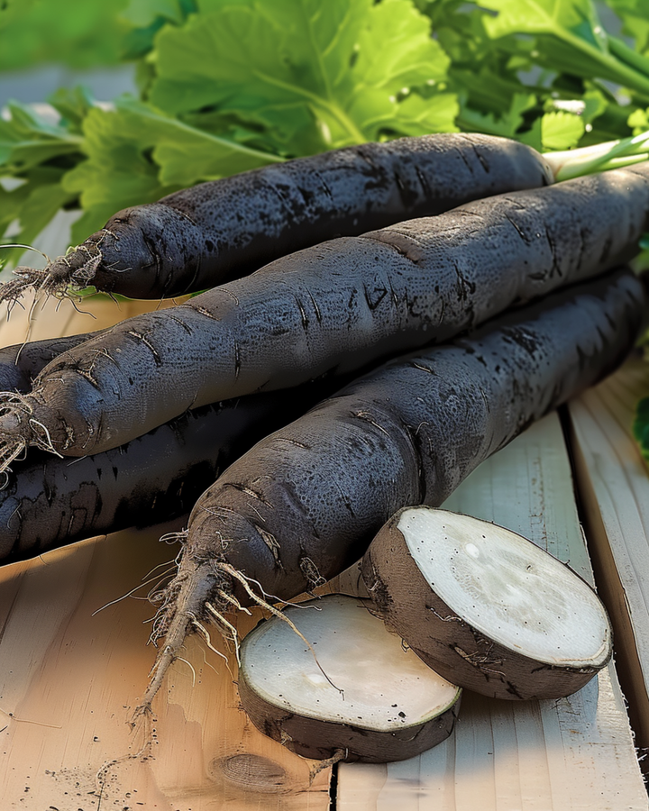 Semi di Duplex (Scorzonera hispanica) – ortaggio annuale