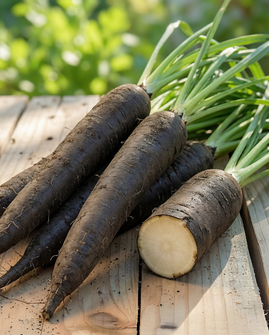 Duplex (Scorzonera hispanica) – semi di ortaggio annuale da SeedsChoice