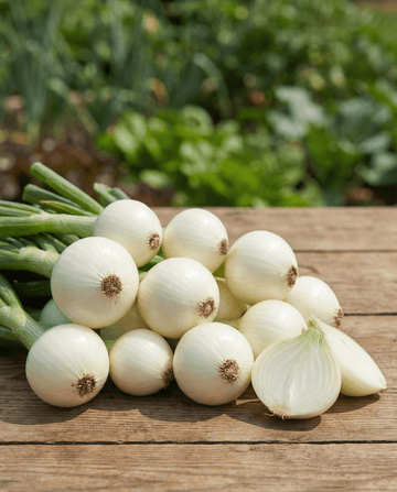 Cipolla da sottaceto (Allium cepa) – semi di ortaggio annuale da SeedsChoice