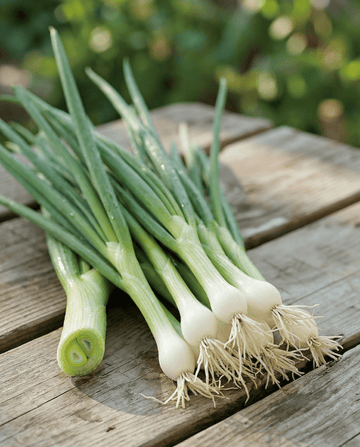 Bunching Onion White Lisbon (Allium cepa) – annual vegetable seeds from SeedsChoice