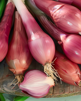 Cipolla Rossa Lunga Di Firenze Semi Allium cepa Annuale