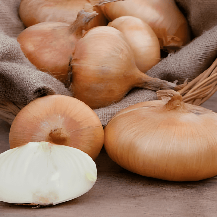 Semi di Cipolla Rossa Lunga Di Firenze Rossa Italiana (Allium cepa) – ortaggio annuale