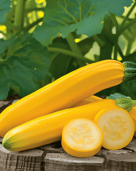 Semi di zucchino Gold Rush F1 Cucurbita pepo annuale