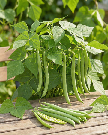 Fagiolo nano Argus (Phaseolus vulgaris) – semi di ortaggi annuali da SeedsChoice
