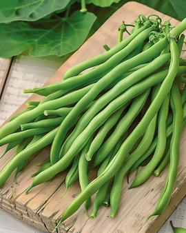 Semi di fagiolo nano Opera Phaseolus Vulgaris varietà annuale