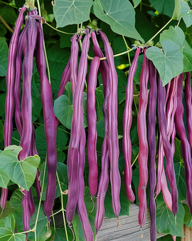 Semi di fagiolo dall'occhio a baccello lungo viola Vigna Sesquipedalis, annuale
