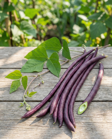 Fagiolo dall'occhio lungo baccello viola (Vigna sesquipedalis) – semi di ortaggio annuale da SeedsChoice
