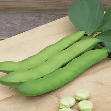 Semi di fava Witkiem (Vicia faba) – ortaggio annuale