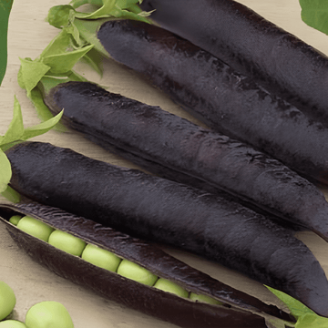 Semi di pisello Ezethas Krombek Blue Podded (Pisum sativum) – ortaggio annuale