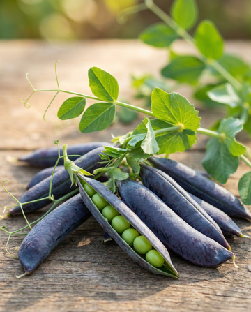 Pisello Ezethas Krombek Blue Podded (Pisum sativum) – semi di ortaggi annuali da SeedsChoice