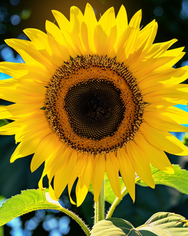 Semi di girasole gigante Helianthus annuus Giganteus fiore annuale