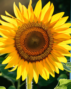 Semi di girasole Henri Wilde Helianthus annuus fiore annuale