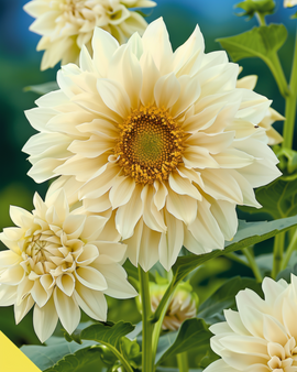 Sunflower Seeds White Sun F1 Helianthus Annuus Annual White Petals