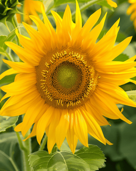 Sunflower Irish Eyes Seeds Helianthus Annuus Annual
