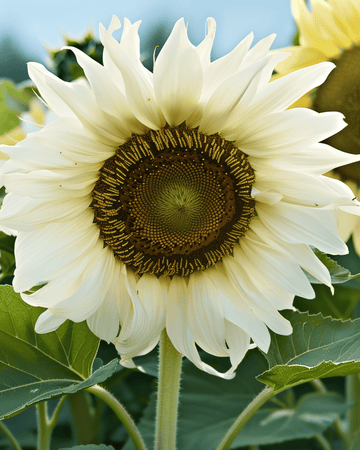 Semi di girasole White Moon F1 (Helianthus annuus) – fiore annuale