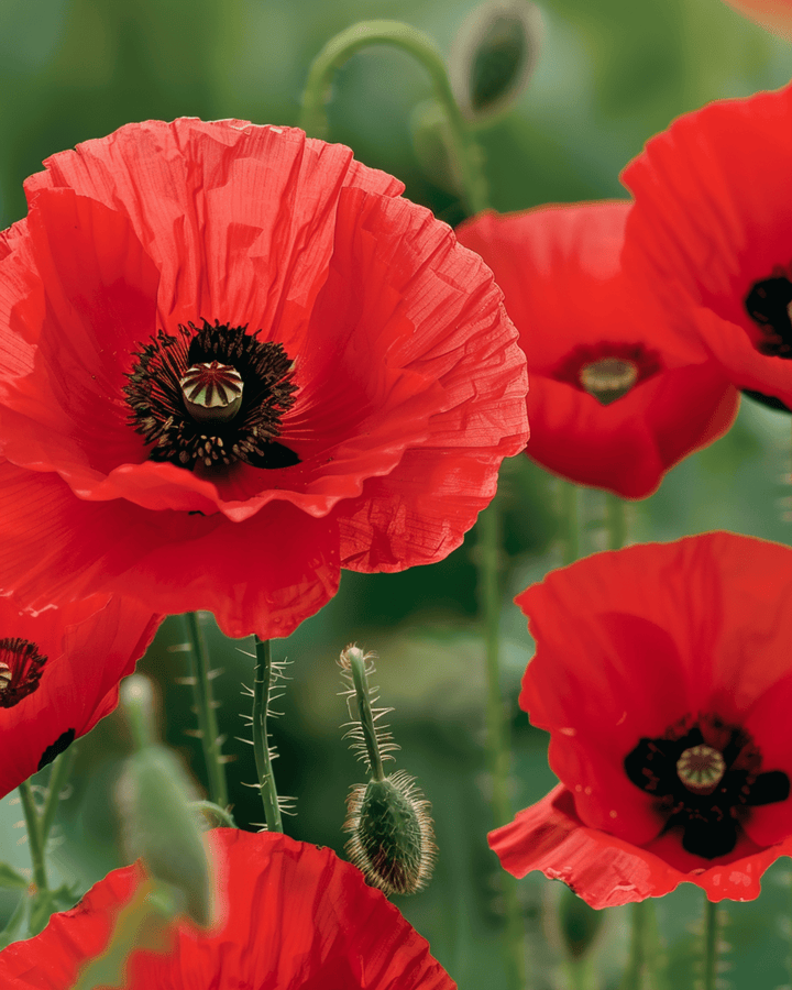 Semi di papavero rosso (Papaver rhoeas) – fiore annuale