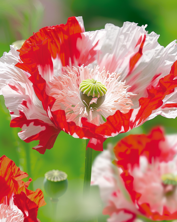 Poppy Danish Flag – annual flower seeds from SeedsChoice