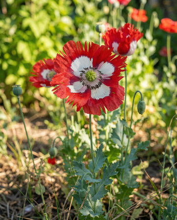 Poppy Danish Flag seeds – annual flower