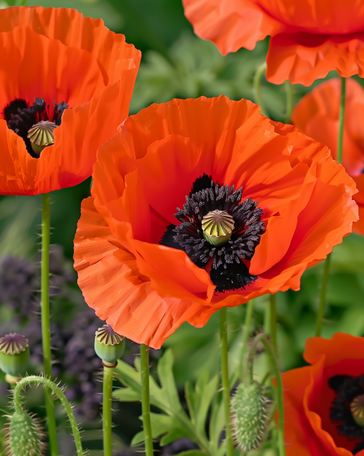 Semi miscuglio di papavero orientale (Papaver orientale) – fiore perenne