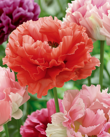 Papavero misto – semi di fiori annuali da SeedsChoice