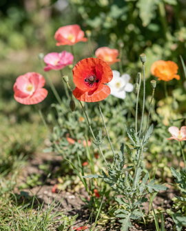 Semi di papavero annuale mix a fiore singolo fiori di papavero