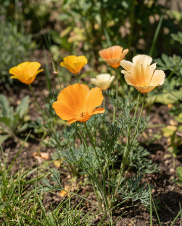 Semi di papavero misto a fiore singolo (Eschscholzia californica) – semi di fiori annuali da SeedsChoice