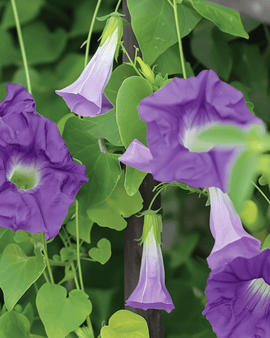 Asarina Seeds Asarina Scandens Violet Annual Climber
