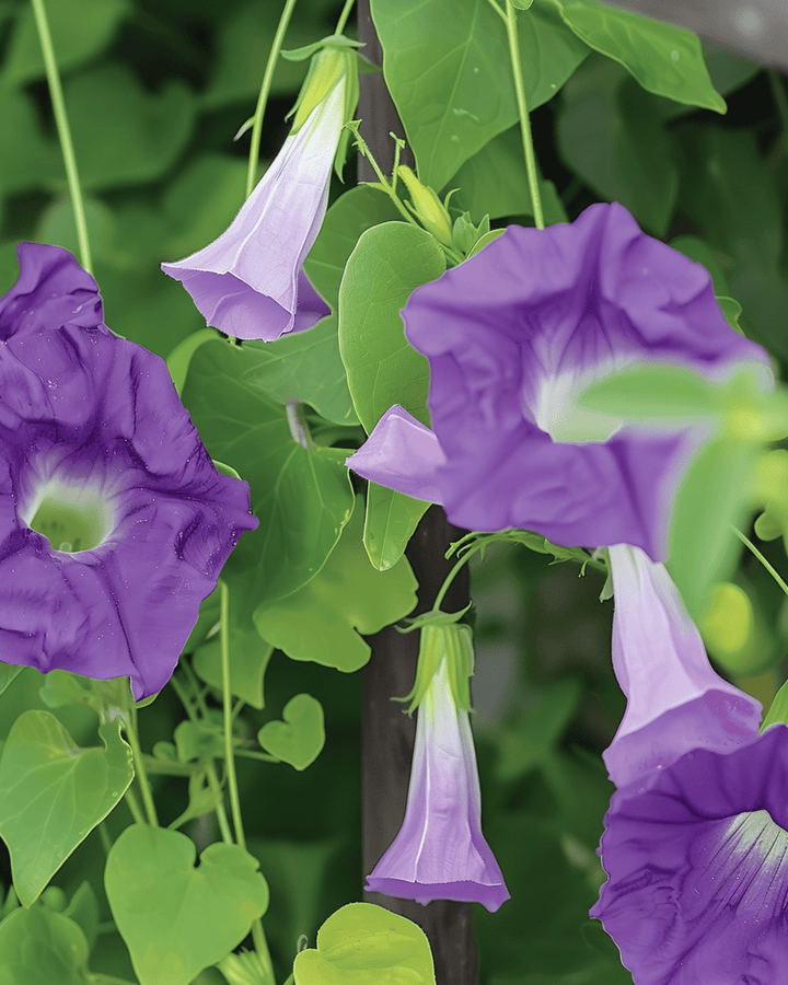 Violet Climber seeds (Asarina scandens) – annual climber