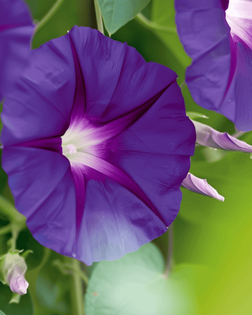 Semi di Knowlians Black Climber Dark Purple (Ipomoea purpurea) – rampicante annuale