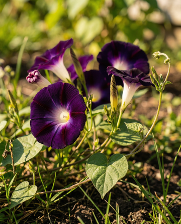 Knowlians Black Climber Dark Purple (Ipomoea purpurea) – semi di rampicante annuale da SeedsChoice