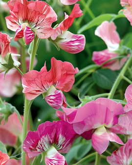 Semi di pisello odoroso Unwin's Striped Lathyrus Odoratus rampicante annuale