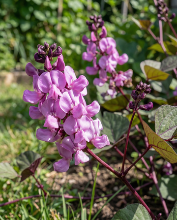 Fagiolo giacinto rampicante lilla rosa (Dolichos lablab) – semi di rampicante annuale da SeedsChoice