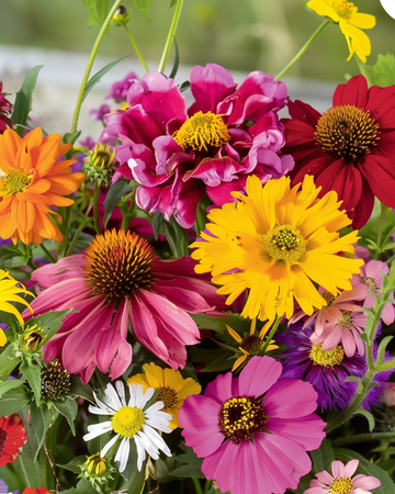 Summerflowers Endless Summer Mix Colourful Bouquets semi – fiore annuale