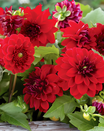 Semi per fiori estivi Vintage Red Mix Bouquet Collection – fiore annuale