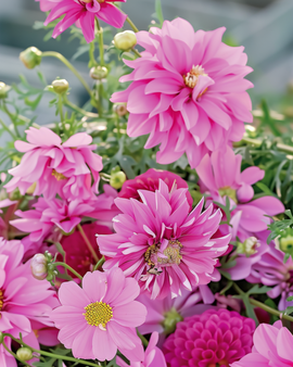 Summerflowers Pretty Pink Seeds Annual Flower Mix