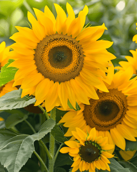 Semi di girasole Sunlit Helianthus Annuus annuale Bouquet Mix 75 cm