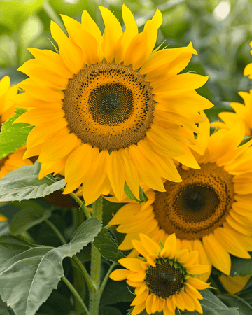 Semi di girasole Sunlit Bouquet Mix 75cm (Helianthus annuus) – fiore annuale