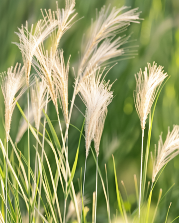 Semi di erba piuma messicana (Stipa tenuissima) – graminacea perenne