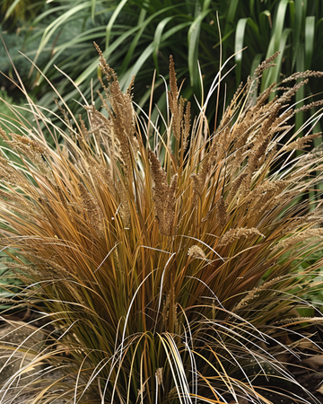 Leatherleaf Sedge Bronco Grass seeds (Carex comans) – perennial grass