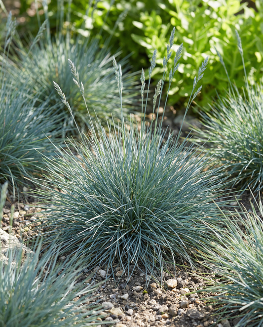 Blue Fescue Grass Festina (Festuca glauca) – perennial grass seeds from SeedsChoice