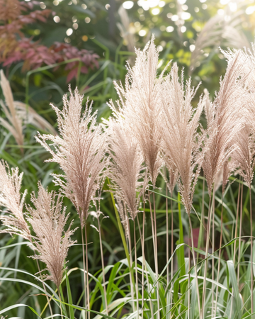 Semi di erba ornamentale cinese d'argento (Miscanthus sinensis) – graminacea perenne