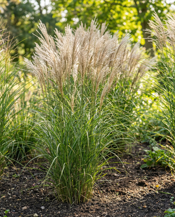 Erba ornamentale cinese d'argento (Miscanthus sinensis) – semi di graminacea perenne da SeedsChoice